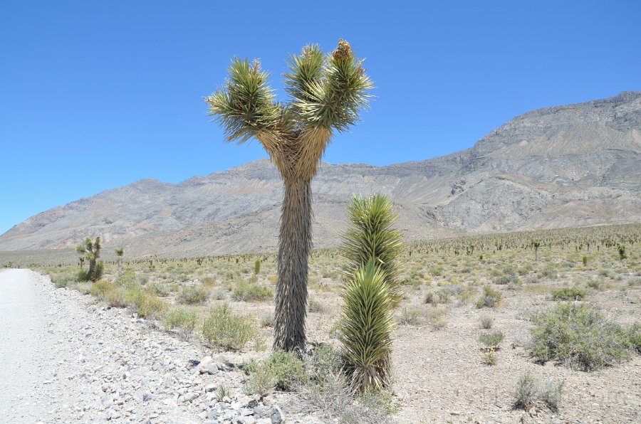 HJS_4040.JPG - Joshua Tree - On the unpaved drive from The Racetrack 