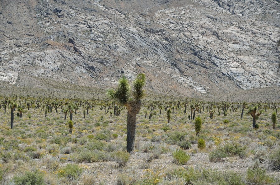 HJS_4042.JPG - Joshua Tree - On the unpaved drive from The Racetrack 