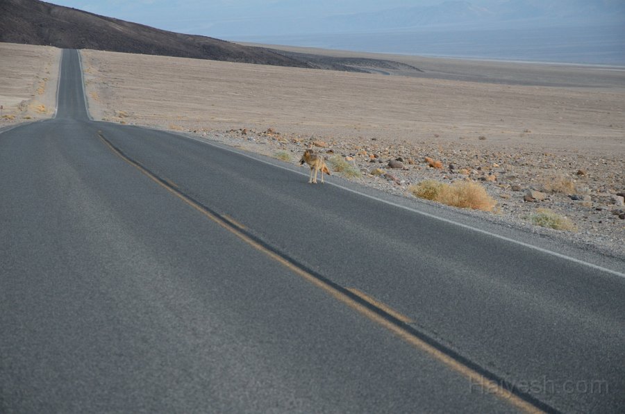 HJS_4245.JPG - Wild animal on Badwater Road