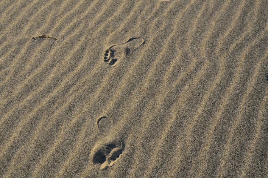 HJS_4785.JPG - Mesquite Sand Dunes at Dawn - Haiyesh leaving behind Footprints 