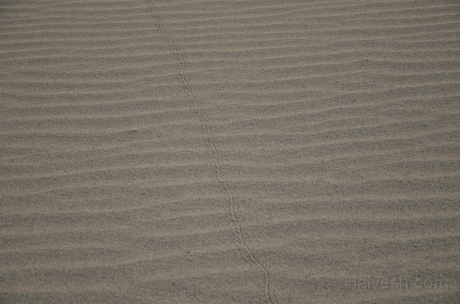 HJS_4824.JPG - Mesquite Sand Dunes at Dawn