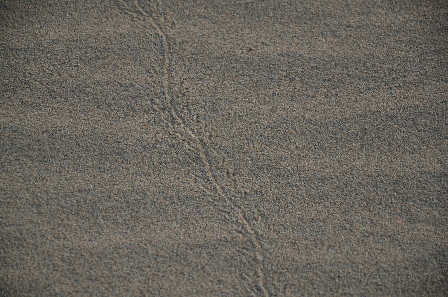 HJS_4825.JPG - Mesquite Sand Dunes at Dawn