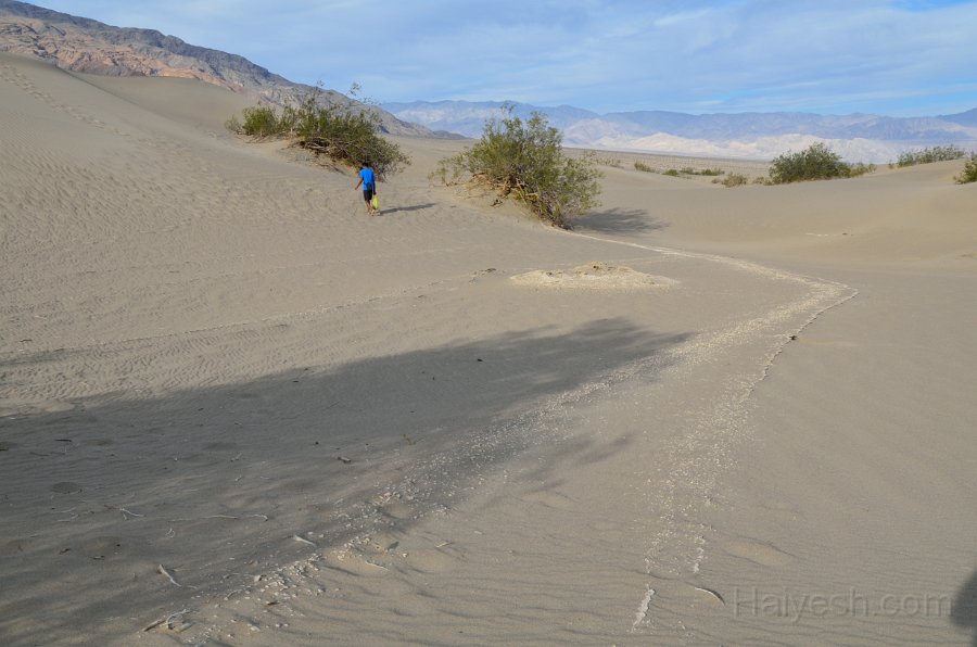 HJS_4843.JPG - Mesquite Sand Dunes at Dawn