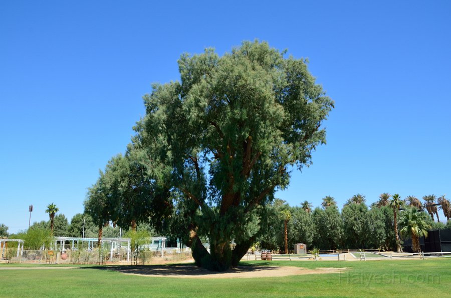HJS_4419.JPG -  Furnace Creek Ranch