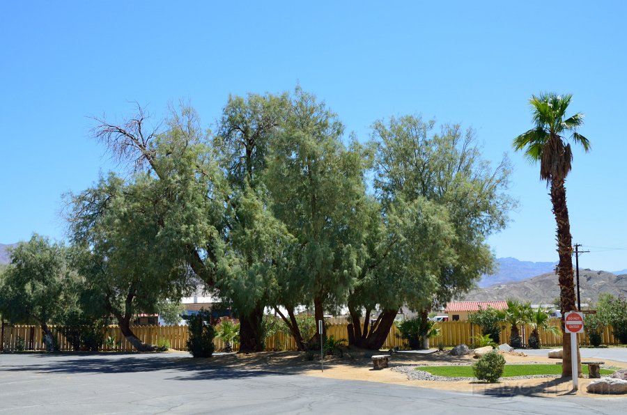 HJS_4423.JPG -  Furnace Creek Ranch