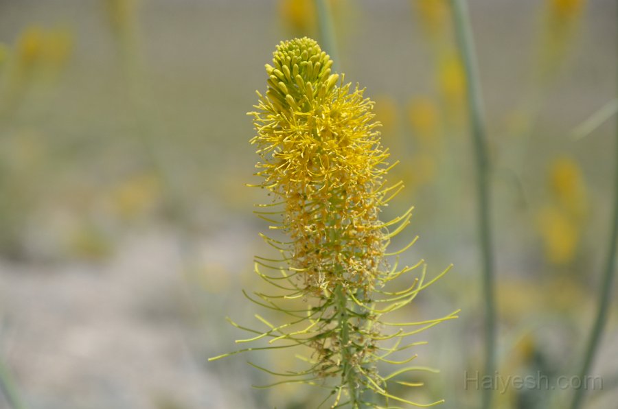 HJS_4032.JPG - On the unpaved drive to The Racetrack 