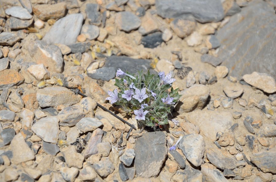 HJS_4063.JPG - On the unpaved drive from The Racetrack 