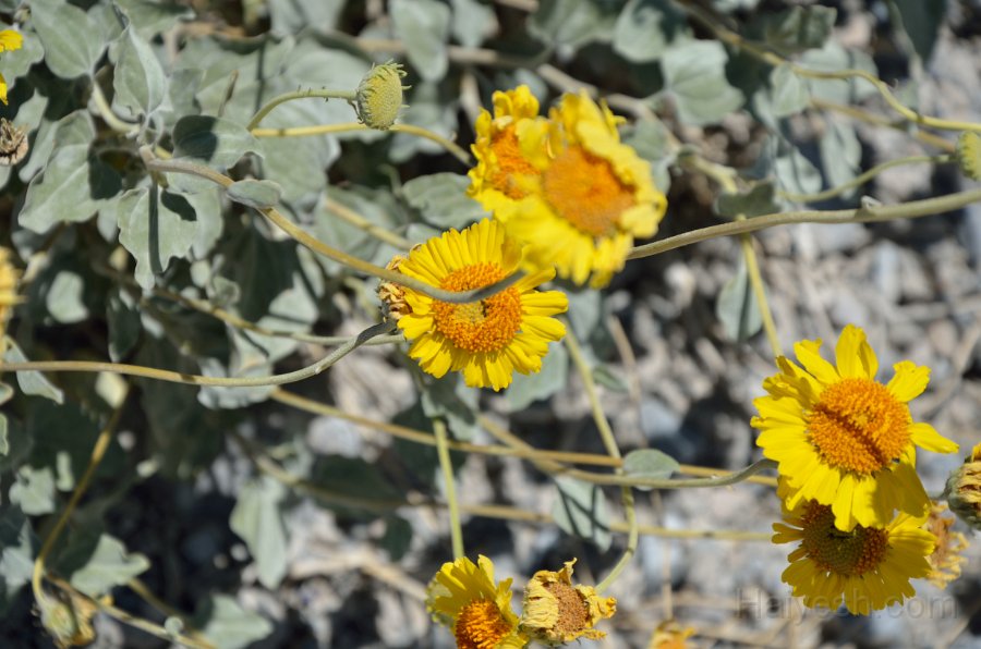 HJS_4077.JPG - On the unpaved drive from The Racetrack 