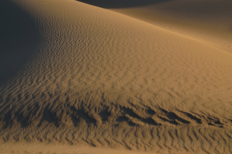 HJS_4710.JPG - Mesquite Sand Dunes at Dawn