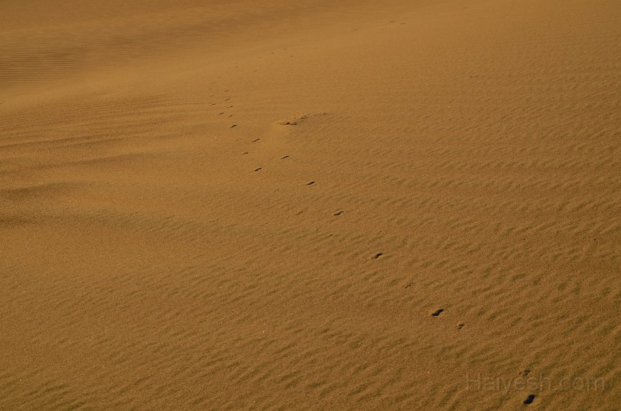 HJS_4711.JPG - Mesquite Sand Dunes at Dawn