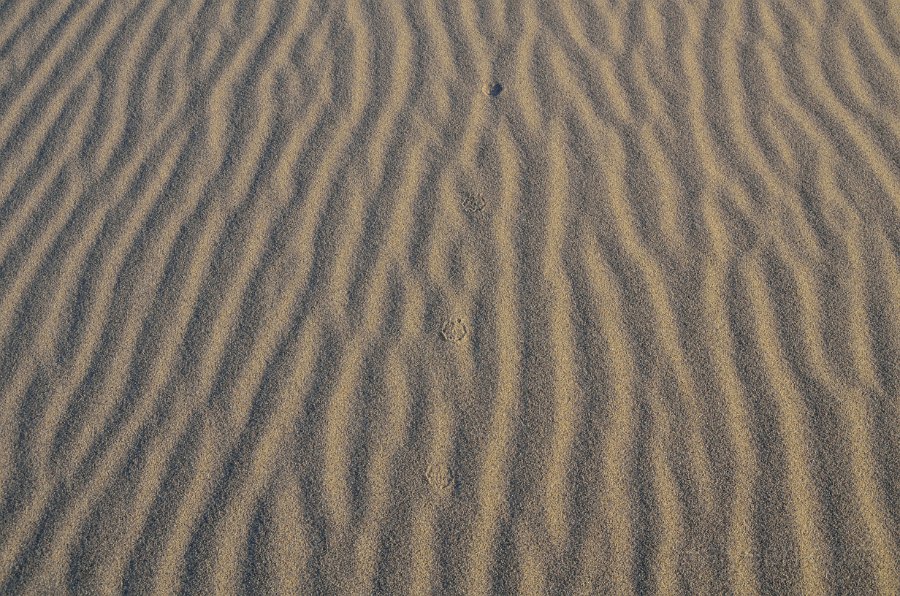 HJS_4729.JPG - Mesquite Sand Dunes at Dawn