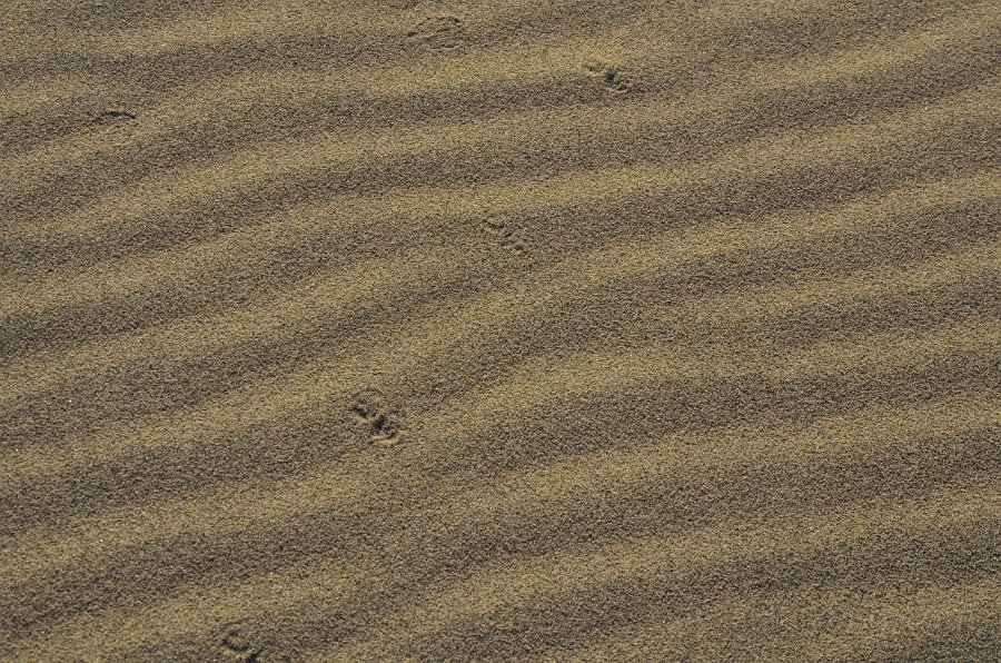 HJS_4782.JPG - Mesquite Sand Dunes at Dawn